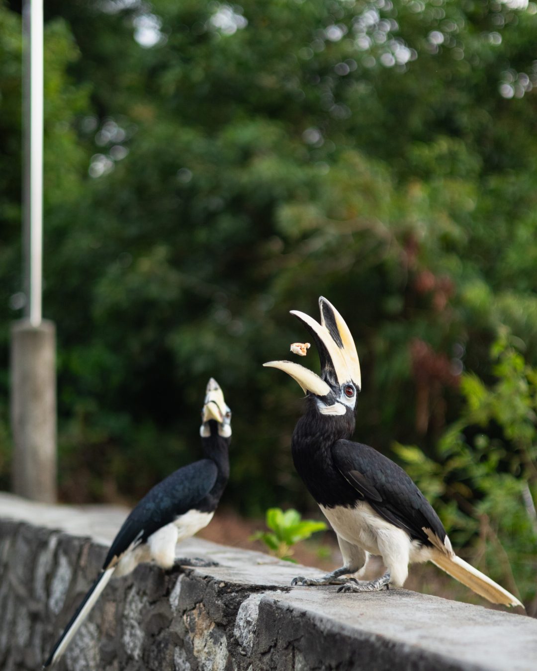 pangkor-1